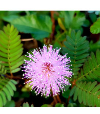 Citlivka stydlivá - Mimosa pudica - semena citlivky - 5 ks